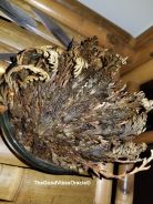 A Rose of Jericho Placed in Water to Open